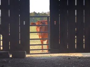 Willow Bend Farm - Image 4