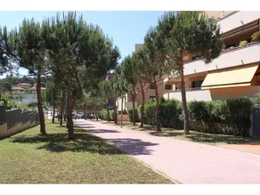 Ficus 4 - Image 3