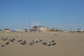 Newly Renovated, Minutes From Ocean City, Assateague Island 4 Bedroom Home - Image 5