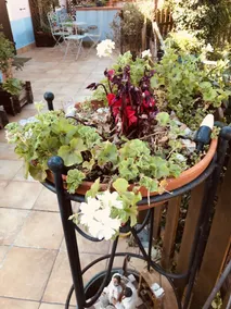 Bed And Breakfast La Gatta E IL Glicine - Image 4