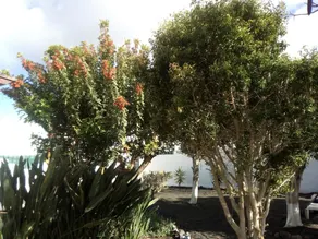 House With 2 Bedrooms in Guatiza, With Furnished Terrace and Wifi - 5 - Image 4