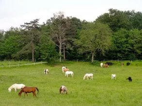 Ranch du Bel Air - Image 5