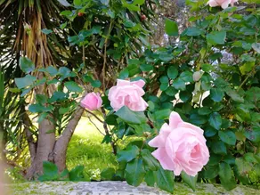 One bedroom house with wifi at Vittoria - Image 2
