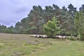 BEST WESTERN Hotel Heidehof - Image 3