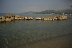 Leucosya - Image 3