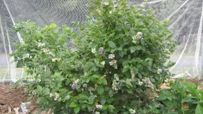 Blueberry B&B - Image 4
