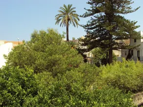 Dolce Casa - Image 4