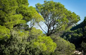 Stylish Sa Riera Apartment 5 mins walk to Beach - Image 3