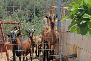 Farm Villa Rethymnon - Image 4