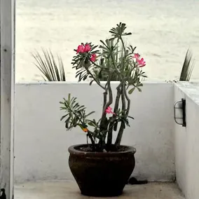 Mamas Coral Beach Hotel - Image 3