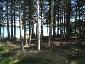 White Birch Cottage - Image 5