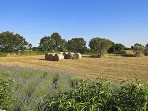 Podere Papilio - Image 2