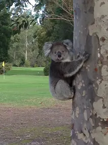 Llarrinda Bed & Breakfast - Image 5