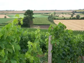 Chateau de la Sebrandiére - Image 2