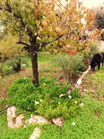 House With 2 Bedrooms in Arraiolos, With Enclosed Garden and Wifi - Image 5