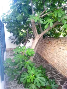 Nika - Image 5