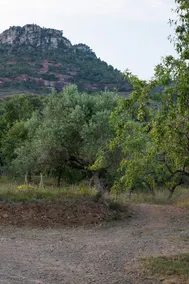 Mas Olivella - Image 3