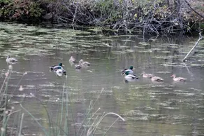 Mountain Springs Nature Retreat - Image 3