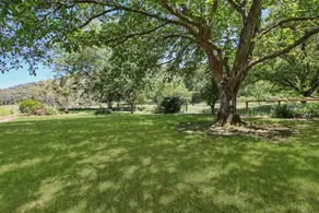 Merrivale Nut Groves - Image 5
