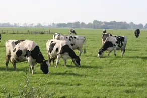 Countryside - Image 3