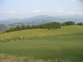Tenuta Ca' Di Bertucci - Image 4