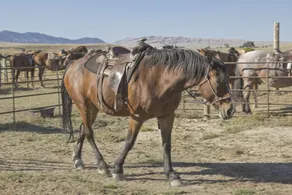 TA Guest Ranch - Image 5