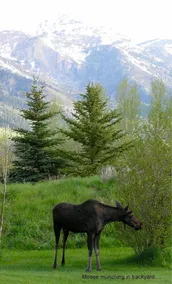 Teton View Bed & Breakfast - Image 3