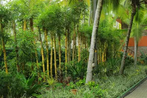 Wild Palms on Sea - Image 2