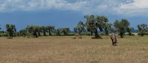 Masseria Palombara Grande - Image 4