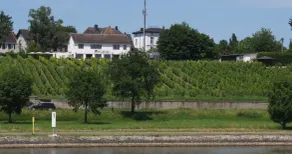 Rheinblick - Image 4