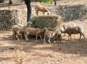 Finca Son Esteve - Image 3