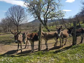 Agriturismo Il Meleto - Image 5