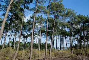 Cote Pinede - Image 3