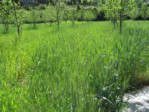 Rock Top Inn Jibhi - Image 3