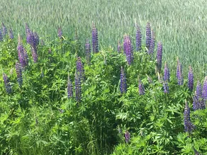 RelaxRanch - Image 5