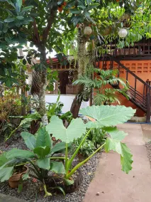 Villa Saturnina - Image 4
