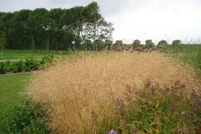Lodgerie Het Groene Geheim - Image 3