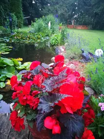 Pension Celia - Image 2