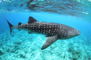 Whale Shark Inn - Image 2
