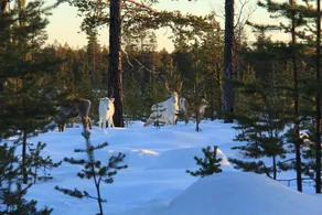 Sporthotellet Särna - Image 3
