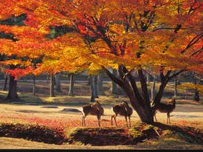 Hotel Wellness Asukaji - Image 5