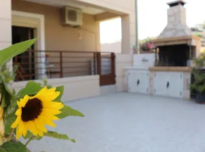 Helianthus - Image 4