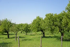 SA Parellada - Premium - Image 4