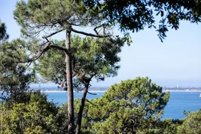 Chistera - Image 4