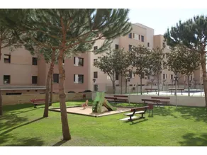 Ficus 4 - Image 5