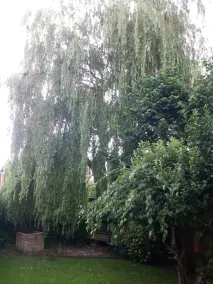 The Willow - Image 5