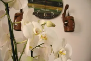 B&B Santiago - Image 2