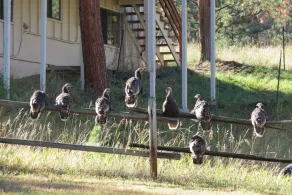 Lazy Elk Retreat - Image 5