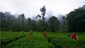 Meenmutty Heights - Image 5