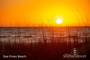 12 Black Tern at The Sea Pines Resort - Image 1